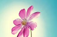 光照對(duì)花卉生長(zhǎng)發(fā)育有什么影響？