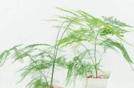 室內如何科學的養(yǎng)殖文竹？