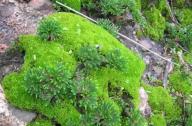“石頭植物”的名稱是怎么得來(lái)的？