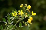 清肝明目，潤腸通便的植物：決明子、菊花